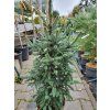 Picea likiangensis var. balfouriana (1)