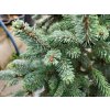Picea likiangensis var. balfouriana (3)