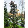 Picea jezoensis� (4)