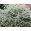 pendula