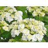 Hortenzie velkolistá 'Doppio Bianco®'  Hydrangea macrophylla 'Doppio Bianco®'