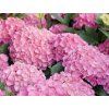 Hortenzie velkolistá 'Schöne Bautznerin'  Hydrangea macrophylla 'Schöne Bautznerin'