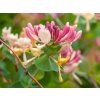 Zimolez ovíjivý 'Serotina'  Lonicera periclymenum 'Serotina'