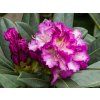 95096 4 rhododenron st ekov 1