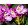 95096 5 st ekov