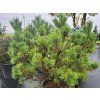 Pinus sylvestris 'Nana Compacta' (2)