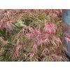 Acer palmatum 'Hana Matoi'
