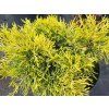 Jalovec Pfitzerův 'Yellow Sapphire'  Juniperus x pfitzeriana 'Yellow Sapphire'