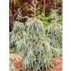 Smrk Engelmanův 'Bush's Lace'  Picea engelmannii 'Bush´s Lace'