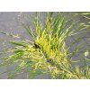 Pinus densiflora 'Golden Ghost' (3)