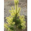 Borovice lesní 'Bialogon'  Pinus sylvestris 'Bialogon'