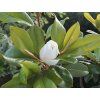 Šácholán velkokvětý 'Francois Treyve'  Magnolia grandiflora 'Francois Treyve'