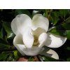 Šácholán velkokvětý 'Francois Treyve'  Magnolia grandiflora 'Francois Treyve'