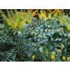 Mahónie střední 'Winter Sun'  Mahonia media 'Winter Sun'