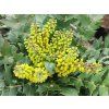 Mahónie střední 'Winter Sun'  Mahonia media 'Winter Sun'