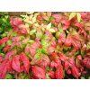 Nandina domácí 'Fire Power'  Nandina domestica 'Fire Power'