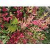 Nandina domácí Obsessed 'Seika'  Nandina domestica Obsessed 'Seika'