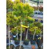 Pinus mugo 'Starkl' (1)