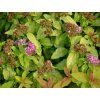Tavolník japonský Merlo Star 'Davcop01'  Spiraea japonica Merlo Star 'Davcop01'