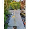 Pinus uncinata 'Orange Sebastian' (4)