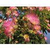 5d4d4a351156c albiziz julibrissin rosea