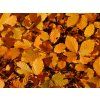 fagus