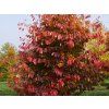 Parrotie perská  Parrotia persica