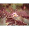d00ae26934 albizia j summer chocolate (1)