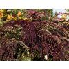 Albizia Summer Chocolate (2)