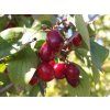 Cornus officinalis