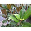 Šácholán velkokvětý 'Goliath'  Magnolia grandiflora 'Goliath'