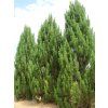 Borovice černá 'Frank'  Pinus nigra 'Frank'