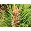 Borovice černá 'Frank'  Pinus nigra 'Frank'