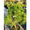 Borovice blatka �Ka�enka WB� (Balen� kontejner, Tvar v��ka 40-50cm)