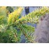 Jedle bělokorá 'Aurea'  Abies alba 'Aurea'