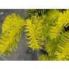 Jedle bělokorá 'Aurea'  Abies alba 'Aurea'