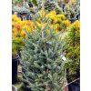 Jedle španělská 'Fastigiata'  Abies pinsapo 'Fastigiata'