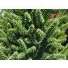 Jedle španělská 'Fastigiata'  Abies pinsapo 'Fastigiata'