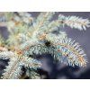 Smrk pichlavý 'Iseli Foxtail'  Picea pungens 'Iseli Foxtail'