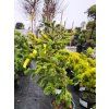 Abies nordmanniana 'Robusta Pendula' (2)