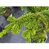 Abies nordmanniana 'Robusta Pendula' (3)
