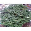 Jedle balzámová 'Nana'  Abies balsamea 'Nana'