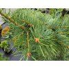 Abies concolor 'Gable�s Weeping' (2)