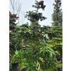Abies delavayi 'Nana' (2)