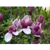 Magnolie liliokvětá 'Nigra'  Magnolia liliiflora 'Nigra'