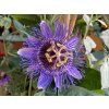 96719 mucenka purple haze