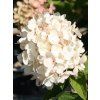 Hortenzie latnatá 'Grandiflora'  Hydrangea paniculata 'Grandiflora'