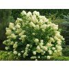 Hortenzie latnatá 'Grandiflora'  Hydrangea paniculata 'Grandiflora'