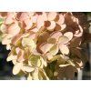 Hortenzie latnatá 'Grandiflora'  Hydrangea paniculata 'Grandiflora'