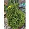 Picea abies 'Remontii' (1)